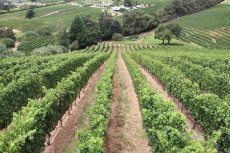 Constantia Wine Farms [5]