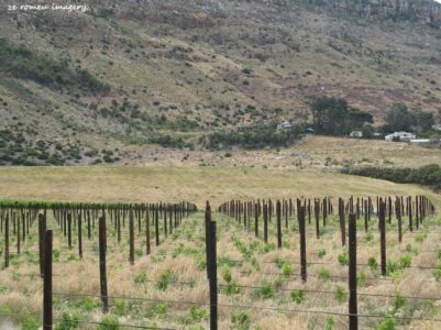 Constantia Wine Farms [9]