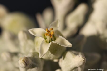 Cotyledon orbiculata, pig's ear on Flower Photgraphy Tour