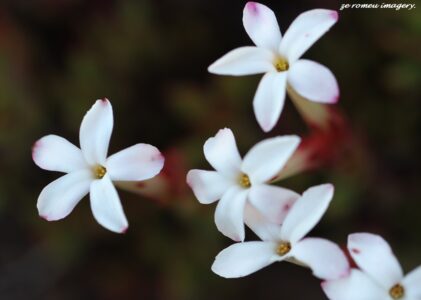 Crassula Jasminea on Wildflower Photography Tour