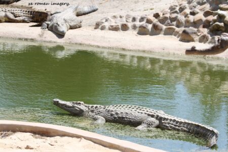 Crocodile Le Bonheur Reptiles and Adventures on Wine Farm Tour