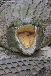 Crocodile Yawing Le Bonheur Reptiles and Adventures on Wine Farm Tour