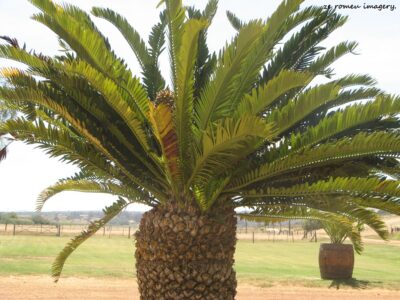 Cycad at Groote Post Cape Wine Tour