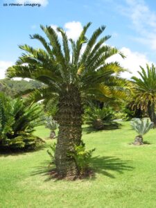 Cycad at Kirstenbosch Botanical Gardens