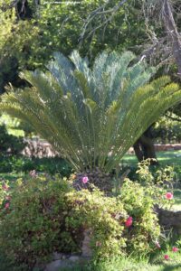 Cycad on Flower Photography Tour