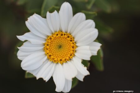 Daisy on Flower Photography Tour