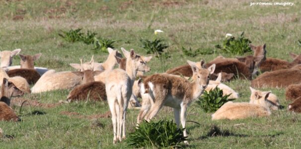 Deer on Wine Farm Tour
