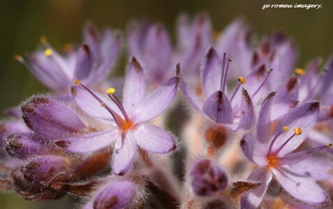 Dilatris corymbosa Rooiwortel Cape Photography Tour