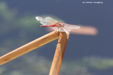 Dragon Fly on the Intaka Island Tour