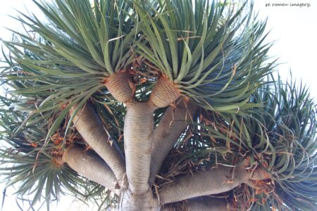 Dragon Tree on Flower Photography Tour