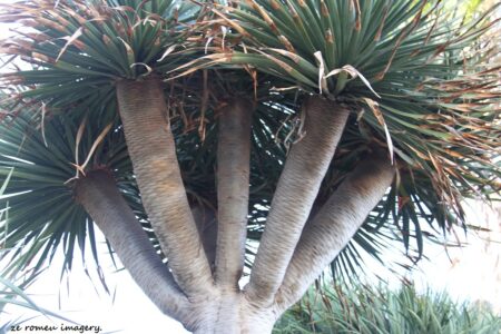 Dragon tree Dracaena Draco on Flower Photography Tour