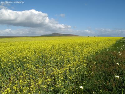 Durbanville Hills Wine Valley, The Cape's Coolest Wine Producing Region [1]