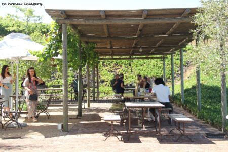 Durbanville Hills Wine Valley, The Cape's Coolest Wine Producing Region [10]