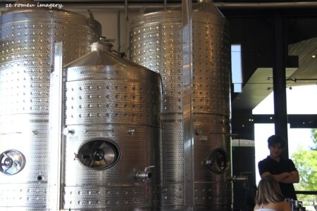 Durbanville Hills Wine Valley, The Cape's Coolest Wine Producing Region [100]