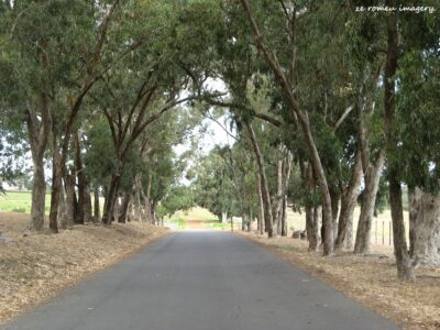 Durbanville Hills Wine Valley, The Cape's Coolest Wine Producing Region [103]