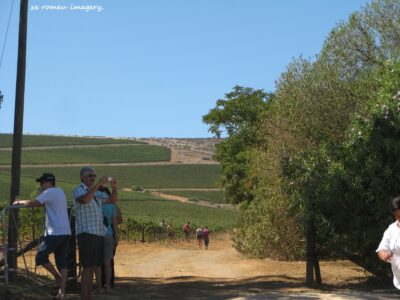 Durbanville Hills Wine Valley, The Cape's Coolest Wine Producing Region [105]