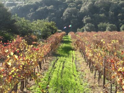 Durbanville Hills Wine Valley, The Cape's Coolest Wine Producing Region [106]