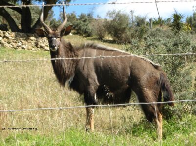 Durbanville Hills Wine Valley, The Cape's Coolest Wine Producing Region [109]