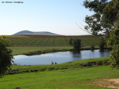 Durbanville Hills Wine Valley, The Cape's Coolest Wine Producing Region [119]