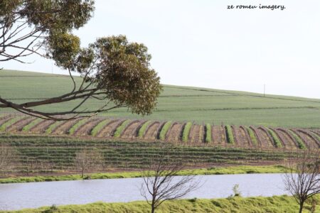 Durbanville Hills Wine Valley, The Cape's Coolest Wine Producing Region [122]