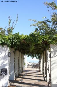 Durbanville Hills Wine Valley, The Cape's Coolest Wine Producing Region [21]