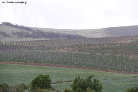 Durbanville Hills Wine Valley, The Cape's Coolest Wine Producing Region [25]