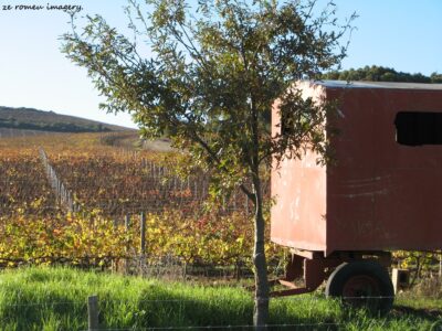 Durbanville Hills Wine Valley, The Cape's Coolest Wine Producing Region [29]