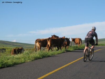 Durbanville Hills Wine Valley, The Cape's Coolest Wine Producing Region [31]