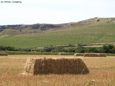 Durbanville Hills Wine Valley, The Cape's Coolest Wine Producing Region [35]