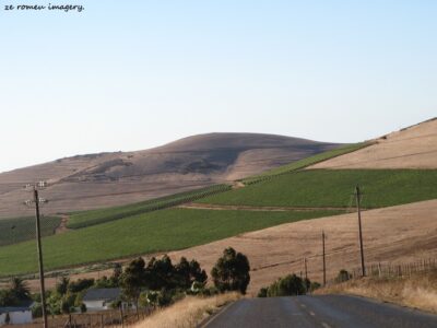 Durbanville Hills Wine Valley, The Cape's Coolest Wine Producing Region [47]