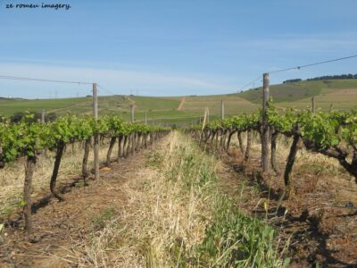 Durbanville Hills Wine Valley, The Cape's Coolest Wine Producing Region [54]