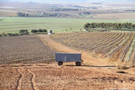 Durbanville Hills Wine Valley, The Cape's Coolest Wine Producing Region [58]