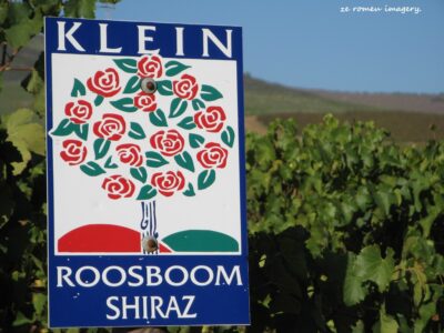 Durbanville Hills Wine Valley, The Cape's Coolest Wine Producing Region [59]