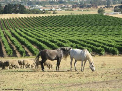 Durbanville Hills Wine Valley, The Cape's Coolest Wine Producing Region [62]