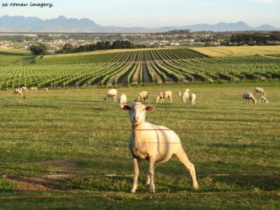 Durbanville Hills Wine Valley, The Cape's Coolest Wine Producing Region [75]