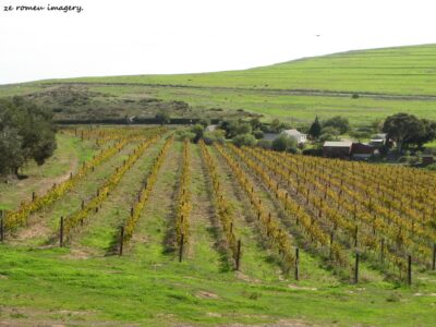 Durbanville Hills Wine Valley, The Cape's Coolest Wine Producing Region [76]
