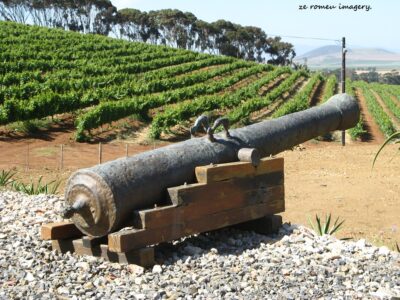 Durbanville Hills Wine Valley, The Cape's Coolest Wine Producing Region [77]