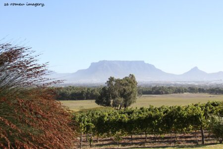 Durbanville Hills Wine Valley, The Cape's Coolest Wine Producing Region [85]