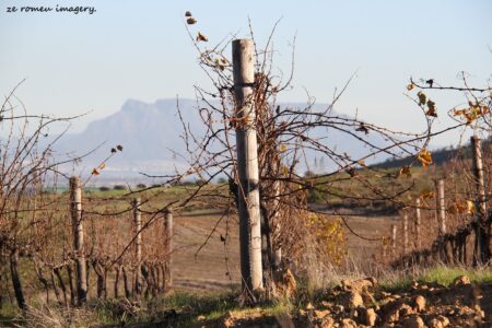 Durbanville Hills Wine Valley, The Cape's Coolest Wine Producing Region [87]