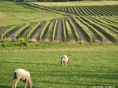 Durbanville Hills Wine Valley, The Cape's Coolest Wine Producing Region [89]