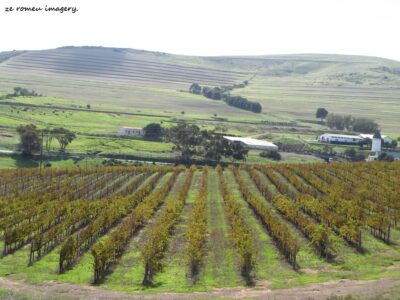 Durbanville Hills Wine Valley, The Cape's Coolest Wine Producing Region [9]