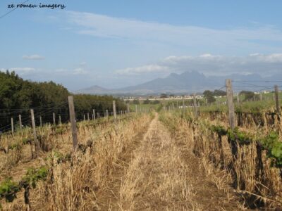 Durbanville Hills Wine Valley, The Cape's Coolest Wine Producing Region [91]