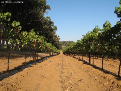 Durbanville Hills Wine Valley, The Cape's Coolest Wine Producing Region [98]