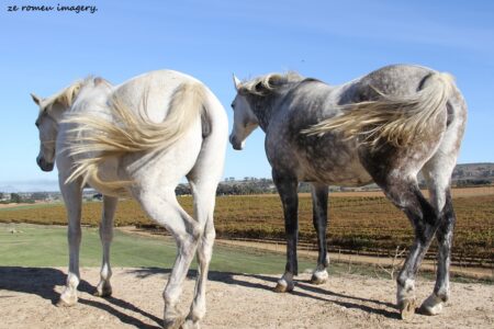 Durbanville Hills Wine Valley, The Cape's Coolest Wine Producing Region [99]