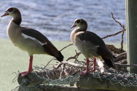 Egyptian Geese [1], Intaka Island