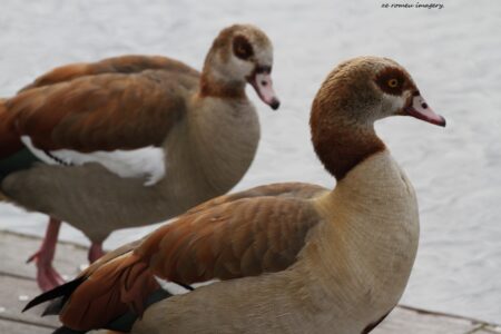 Egyptian Geese [2], Intaka Island