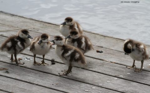 Egyptian Geese Chicks, Intaka Island