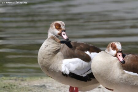 Egyptian Goose [1] on the Intaka Island Tour