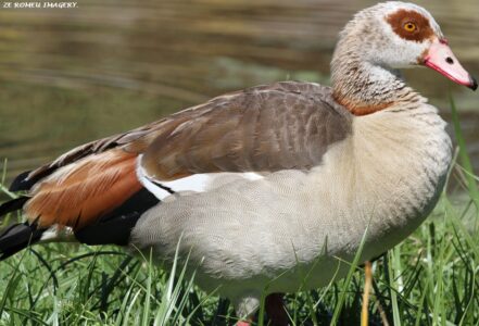 Egyptian Goose [2] on the Intaka Island Tour
