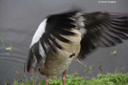 Egyptian Goose (Alopochen Aegyptiacus)